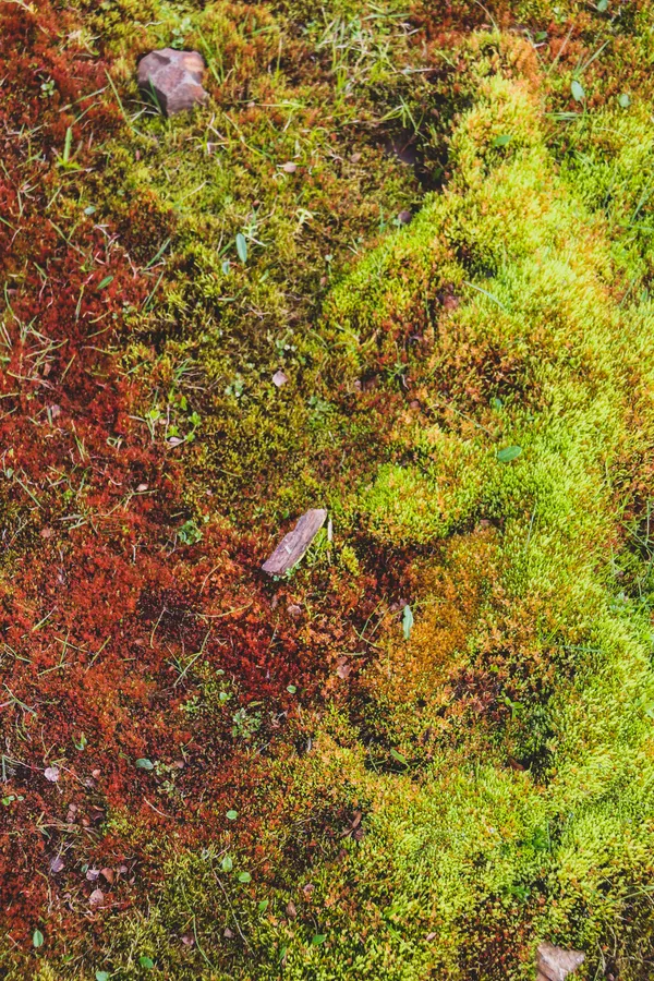 UN ETE AVEC LE PARC : BALADE MICROSCOPIQUE AUTOUR DES MOUSSES DE VILLEFORT