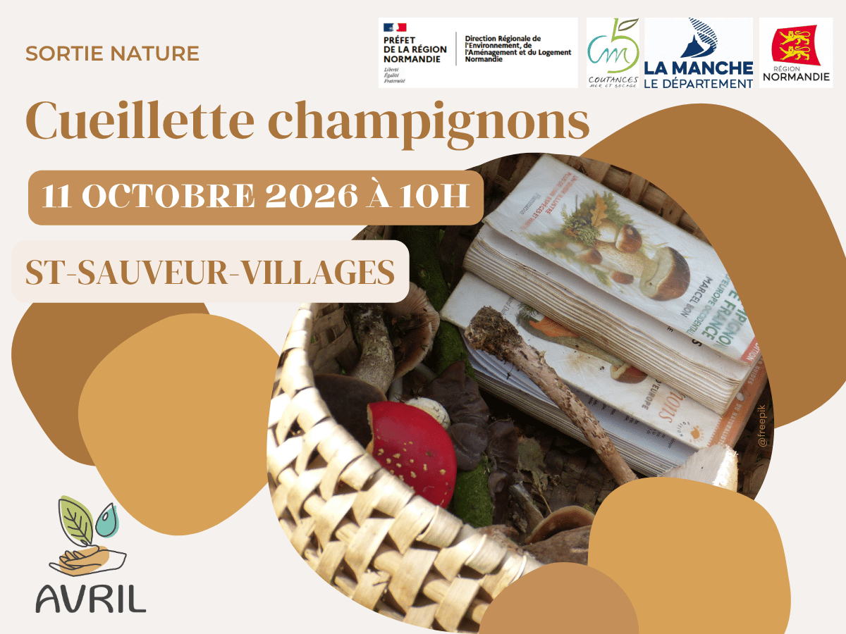 Cueillette champignons