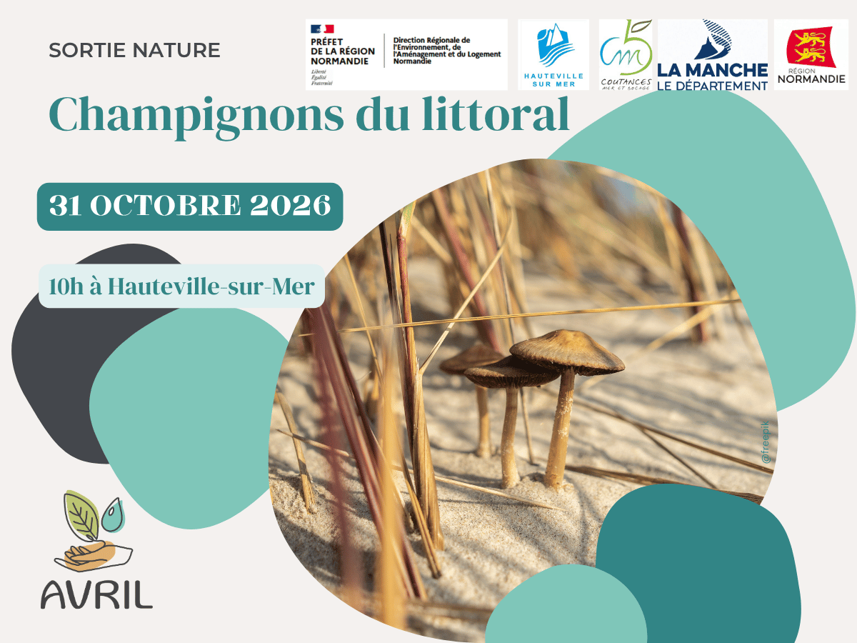 Champignons du littoral