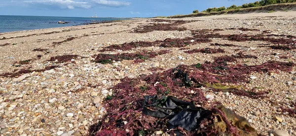 Les laisses de mer et leurs trésors