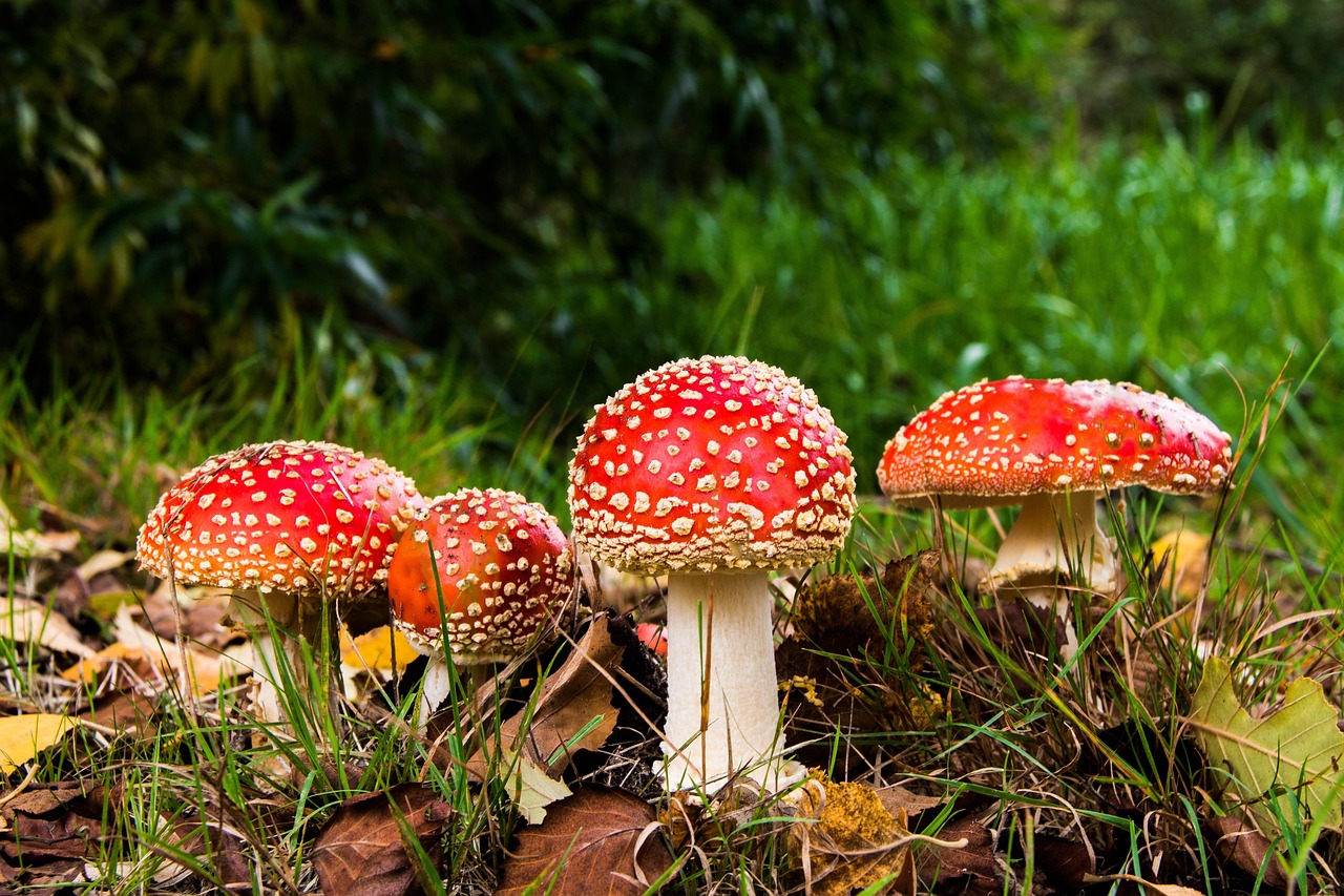 [Sortie nature] Découverte des champignons en forêt d'Arques