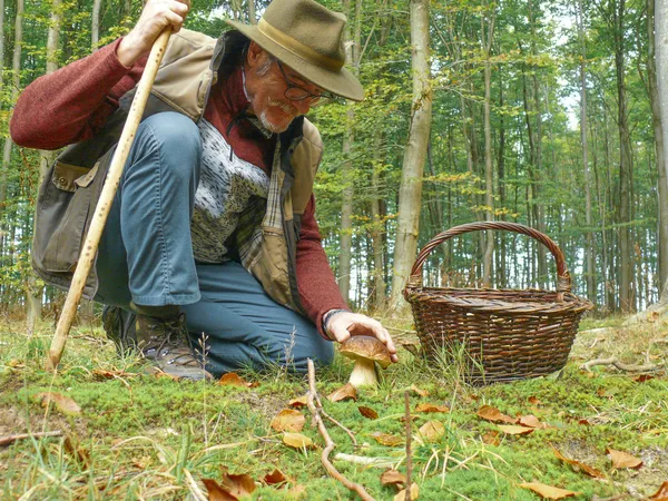 Cueillette de champignons
