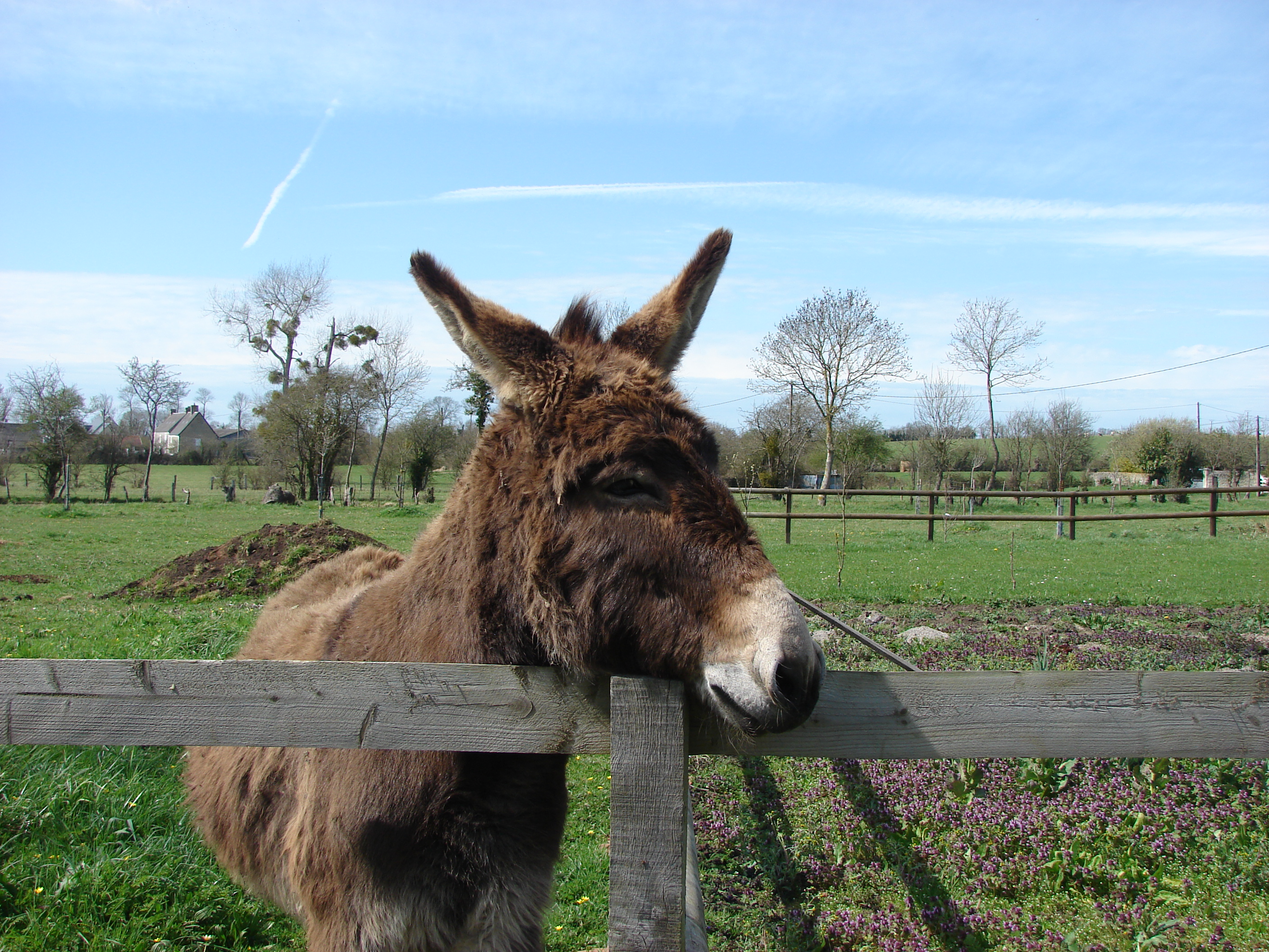 Balade nature aux pas des ânes EQUIDAYS