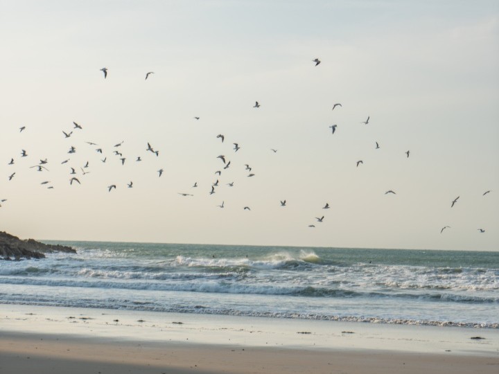 À la découverte des oiseaux de Vicq-sur-Mer