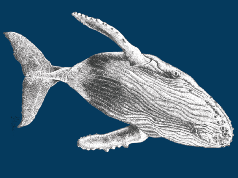 Exposition : Bêtes de mer et d'ailleurs
