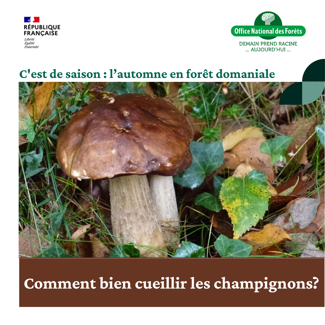 La Cueillette des champignons
