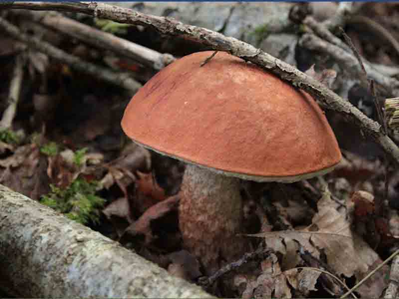 Sortie Champignons