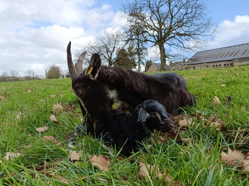Visite de la ferme de la Maraichèvre
