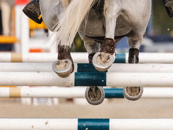 Concours de saut d'obstacles : Grand National