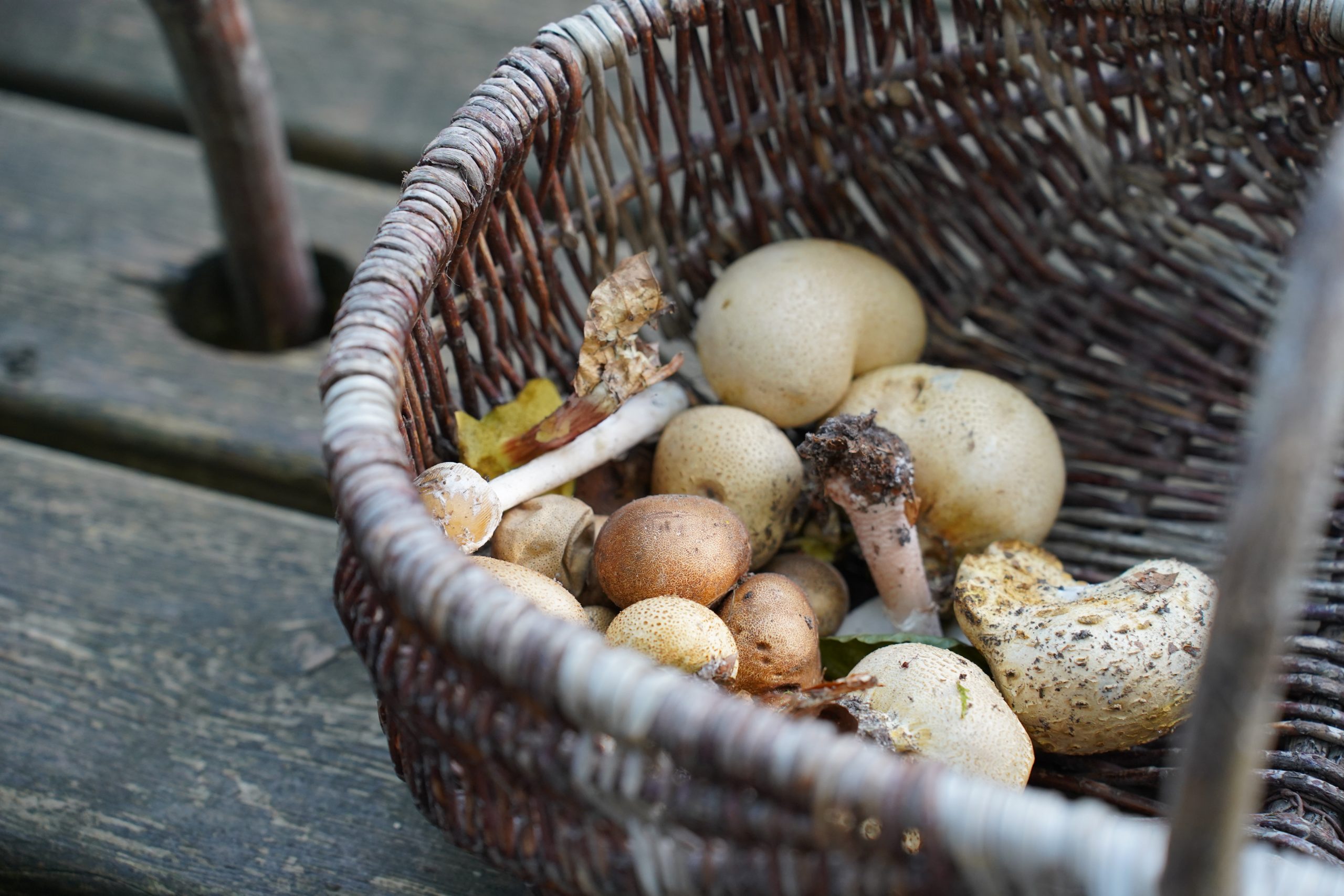 Cueillette de champignons à Lyons-la-Forêt