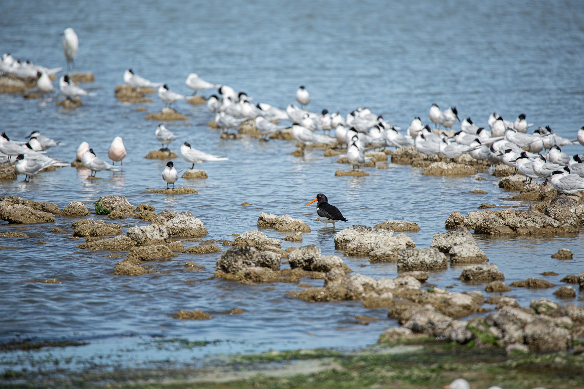 Oiseaux des plages