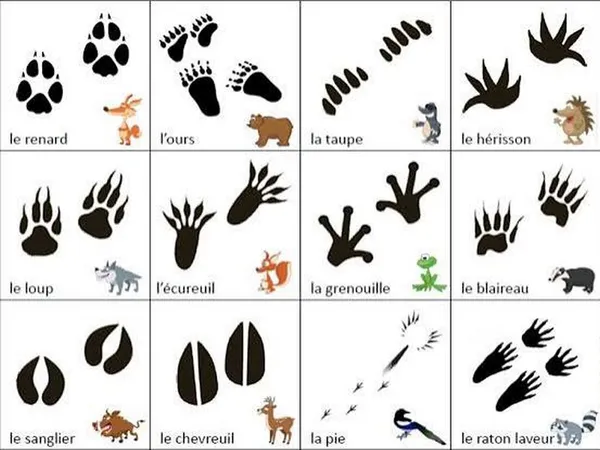 Découverte de traces et indices de présence d'animaux - Forêt de Livarot.