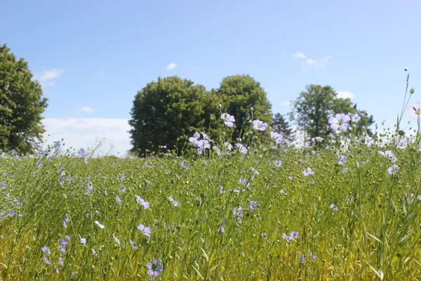 Balade nature découverte des plantes sauvages comestibles et médicinales