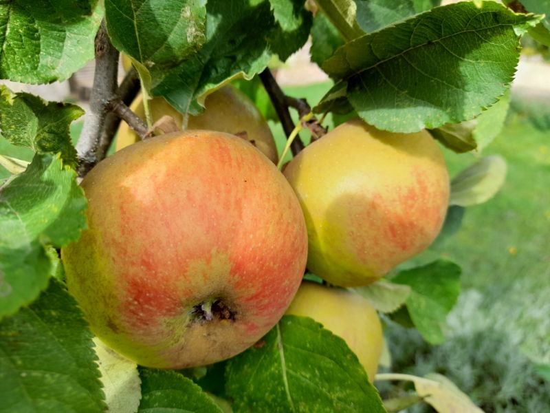 Exposition - Autour des pommes