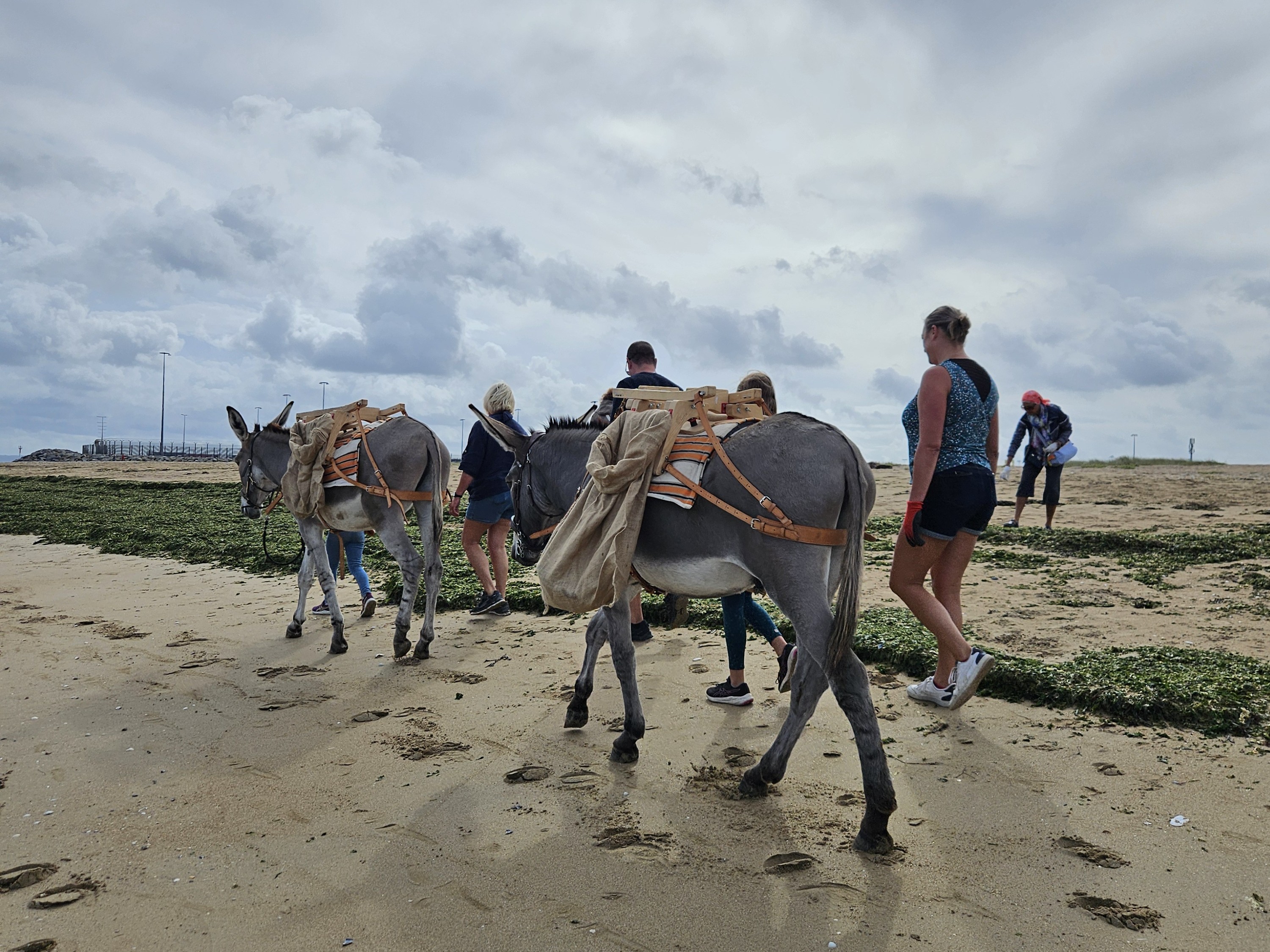 [Équidays] Au pas des ânes et chevaux normands pour une baie propre