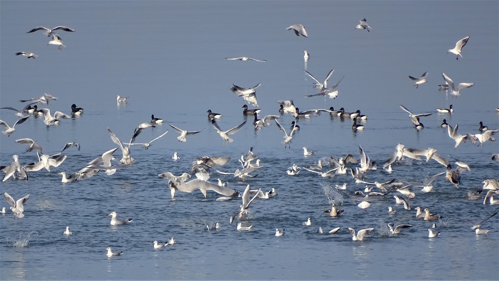Les oiseaux du littoral