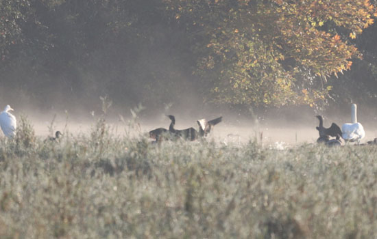 Sortie nature : Les oiseaux d’eau d’ici et d’ailleurs
