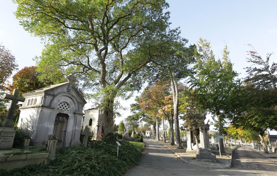 Visite guidée du Cimetière Sainte-Marie