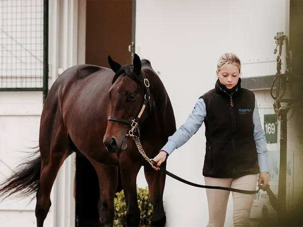Vente aux enchères de chevaux : Vente de Yearlings d'octobre
