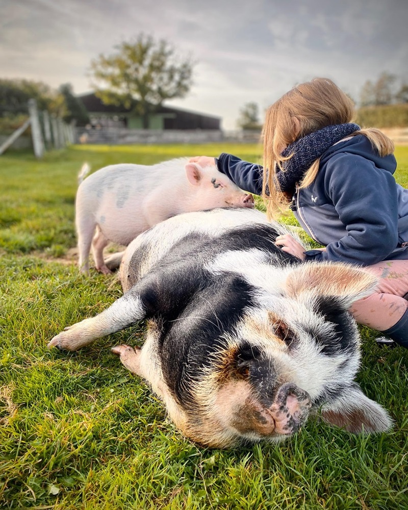 Nourrissage d'animaux