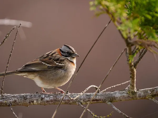 Fabrication d'une maison à oiseaux