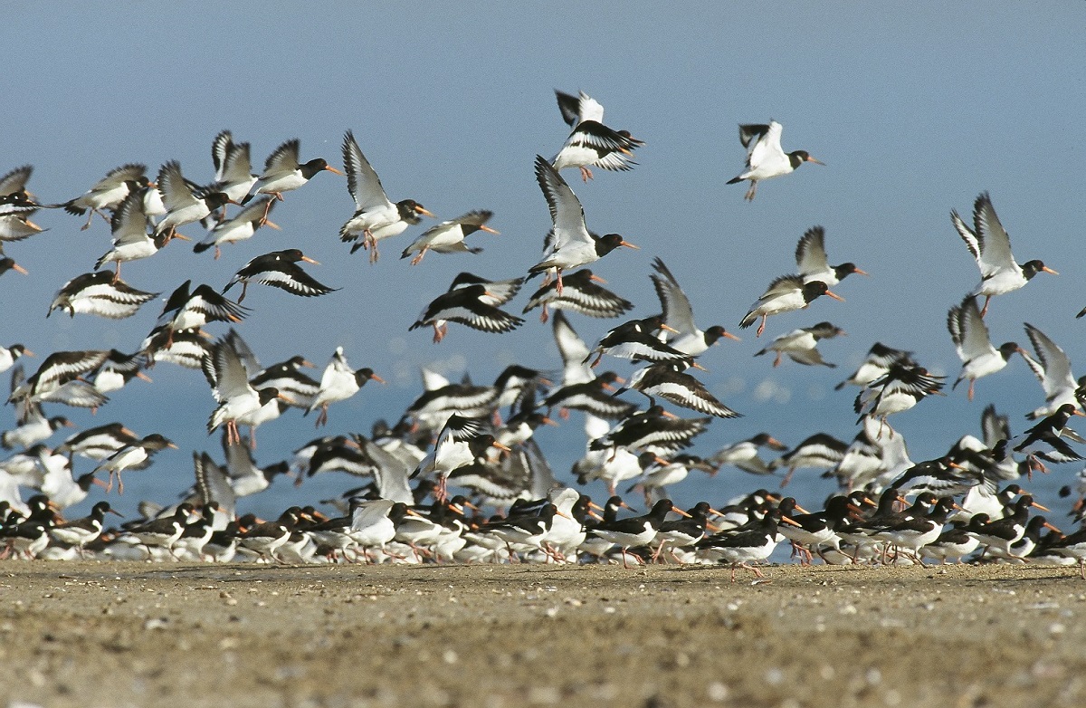 Oiseaux migrateurs et hivernants
