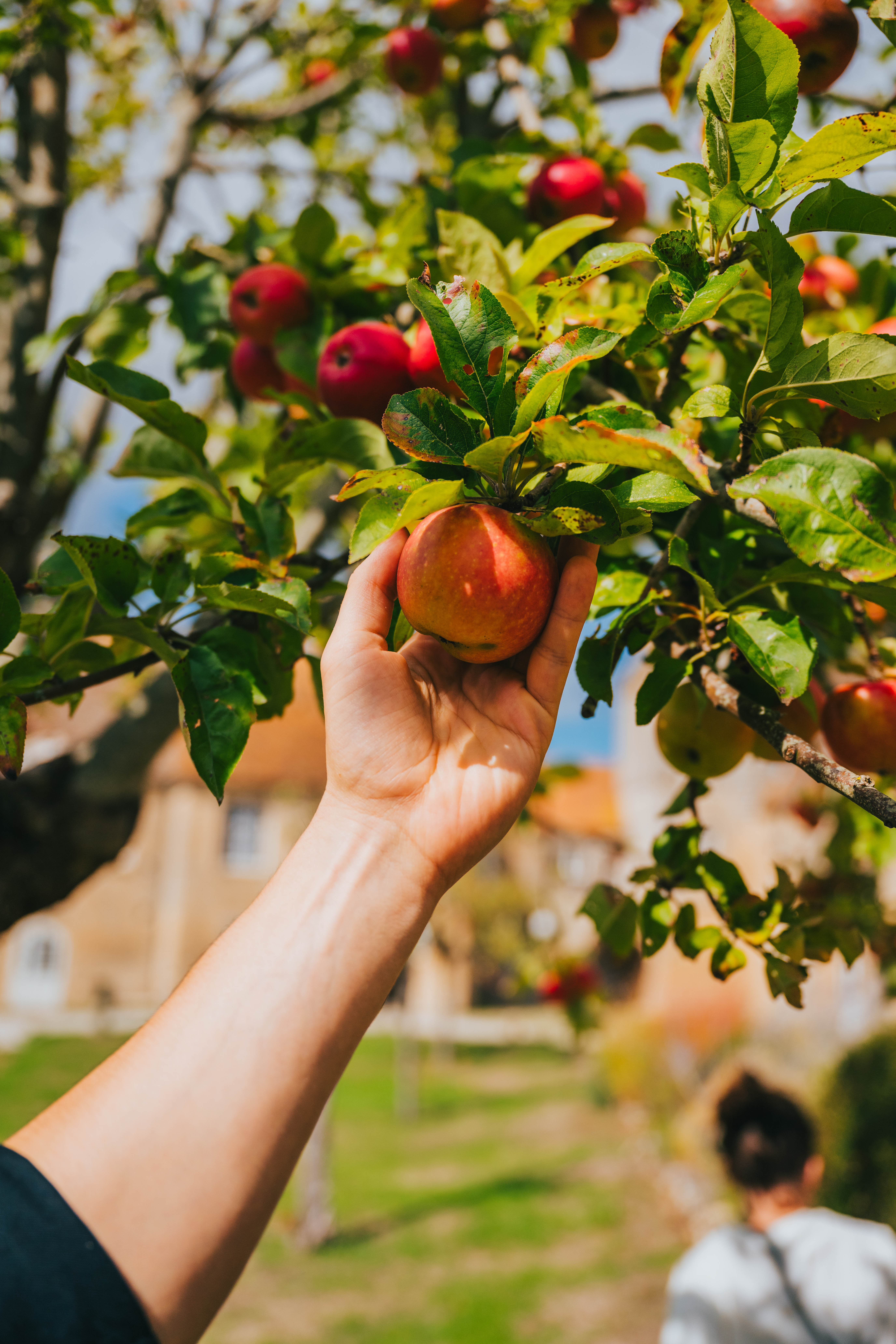 Fête de la pomme au Prieuré Saint-Gabriel