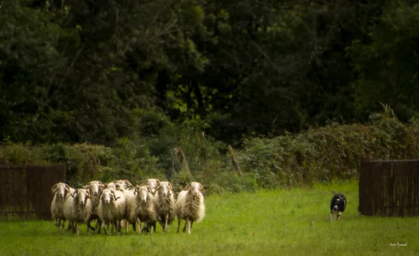 44ème Fête des Bergers - Concours qualificatif chiens de bergers, repas et rencontres vocales