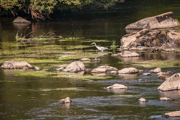 Balade nature "Cheminer à l'écoute de la Vienne et de ses affluents"