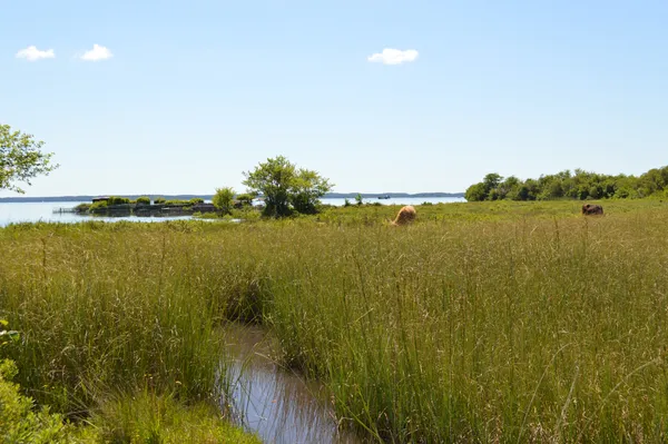 Découverte des prairies au bord du lac de Parentis