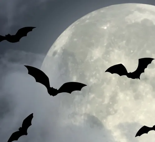 Nuit internationale de la chauve-souris