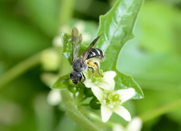 Que serait une soupe sans pollinisateurs ?