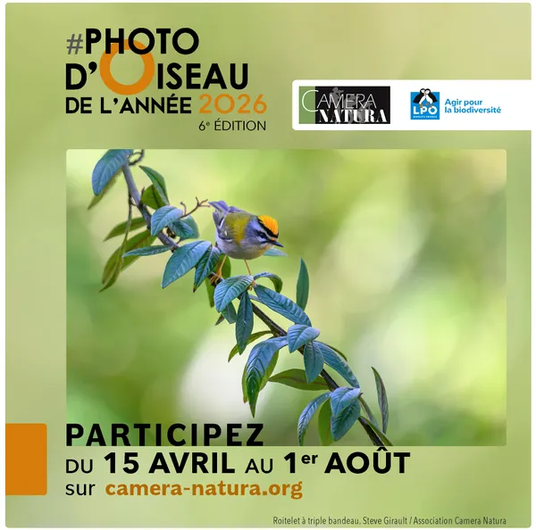 PHOTO D’OISEAU DE L’ANNÉE 2026