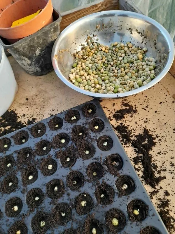 Atelier : Récolter et semer ses graines de légumes et fleurs