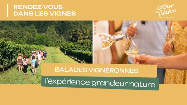 Balade vigneronne : Domaine Montesquiou