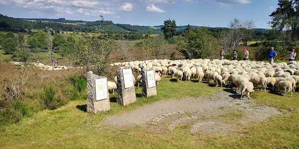 Concours de la racine ovine Limousine