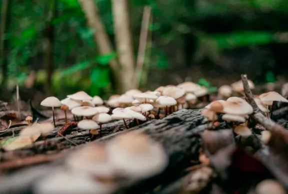 Tours de Merle - Balade gourmande: A la découverte des plantes sauvages comestibles