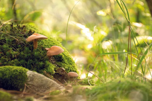 Le monde des champignons