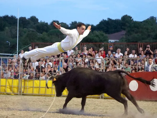 Courses de vaches landaises