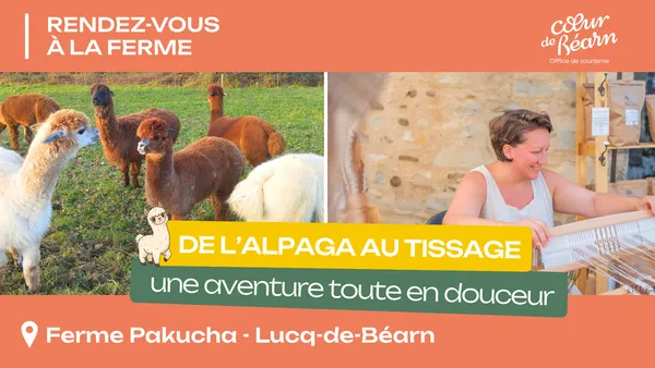 Rendez-vous à la ferme : De l'alpaga au tissage