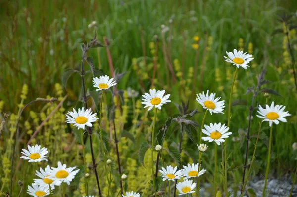 Stage cuisine sauvage - 50 plantes d'été