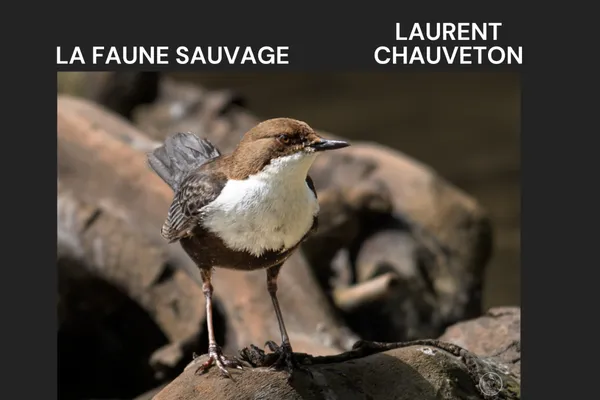 Exposition | Laurent CHAUVETON - Photographie
