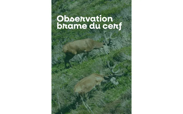 Sortie nature à l'écoute du brame du cerf