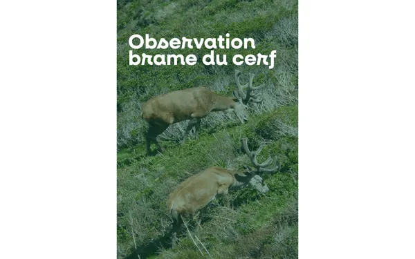 Sortie nature à l'écoute du brame du cerf