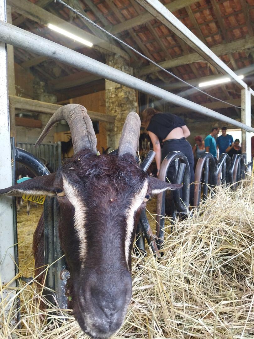 Accueil à la Ferme : Moulin à huile et Élevages Caprin et Volailles des Hauts de Dronne,