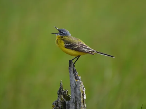 Les oiseaux communs du lac de la Prade