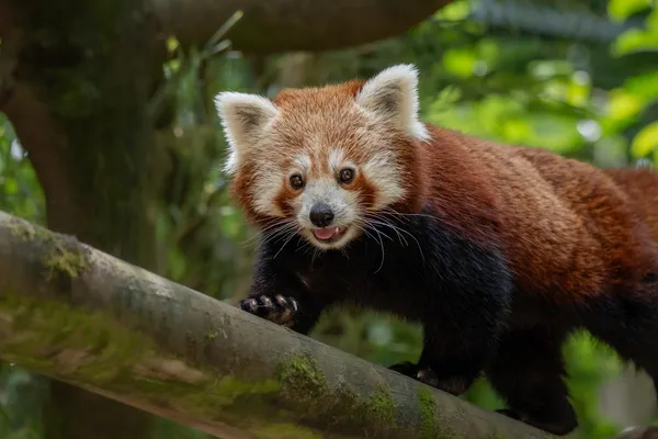 Journée internationale des pandas roux