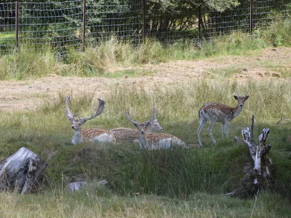 Balade contée autour du parc à daims