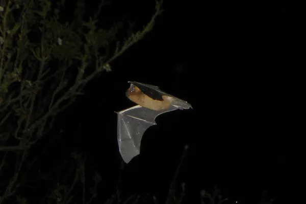 Nuit de la chauve-souris aux Mines d'Argent