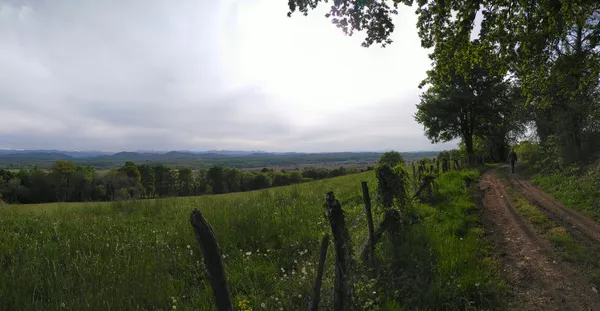 Visite commentée : à la découverte d'une forêt de chênes remarquables